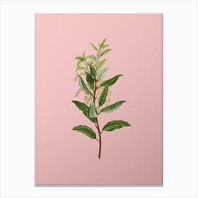Vintage Evergreen Oak Botanical on Soft Pink Canvas Print