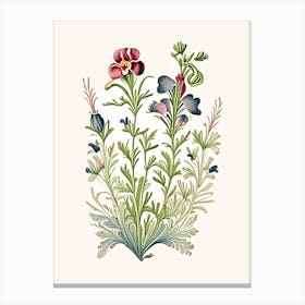 Nemesia Floral 3 Botanical Vintage Poster Flower Canvas Print