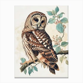 Barred Owl Vintage Illustration 4 Canvas Print