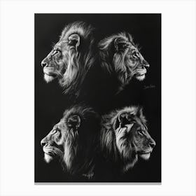 Barbary Lion Charcoal Drawing 1 Canvas Print
