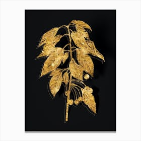 Vintage Wild Cherry Botanical in Gold on Black Canvas Print