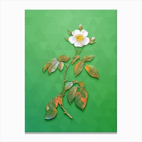 Vintage Big Leaved Climbing Rose Botanical Art on Classic Green n.1227 Canvas Print