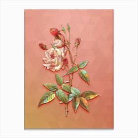 Vintage Common Rose Of India Botanical Art on Peach Pink n.1333 Canvas Print