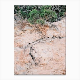 Tree root in Pink Ground // Ibiza Nature Photography  Canvas Print