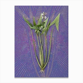 Vintage Arrowhead Botanical Illustration on Veri Peri n.0614 Canvas Print