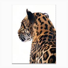 Jaguar 9 Canvas Print