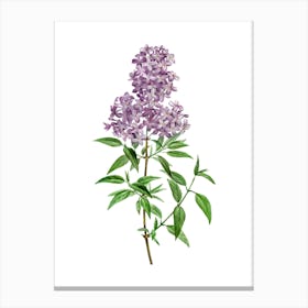 Vintage Persian Lilac Botanical Illustration on Pure White n.0412 Canvas Print