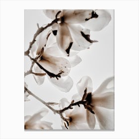 White Magnolia 2 Canvas Print