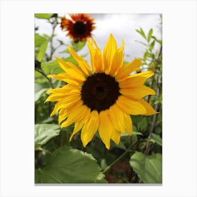 Sunflower Canvas Print