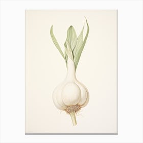 Garlic Vintage Botanical Herbs 2 Canvas Print