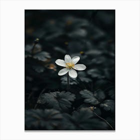 White Flower In The Dark 28 Canvas Print