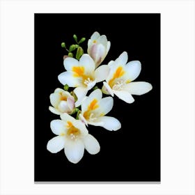 White Flowers On A Black Background Canvas Print