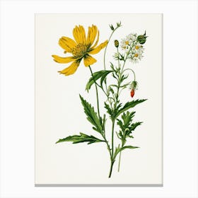 Vintage Botanical Galleria Style Wildflower Painting 14 Canvas Print