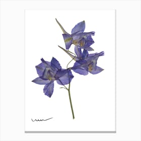 Blue Orchids Canvas Print