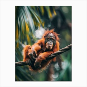 Orangutan Canvas Print