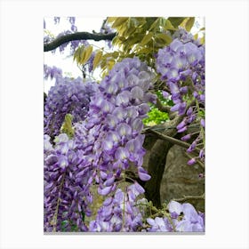 Img 4321 Blooming wisteria Canvas Print