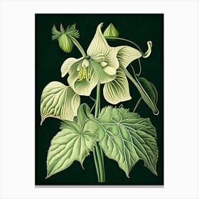 Mayapple Wildflower Vintage Botanical 1 Canvas Print