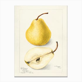 Pears 10 Canvas Print