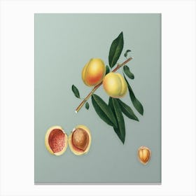 Vintage Peach Botanical Art on Mint Green n.0862 Canvas Print