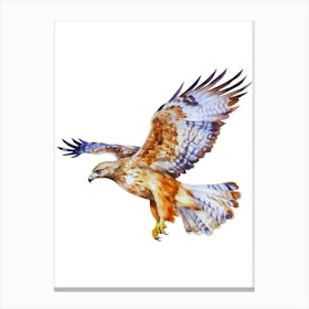 Hawk In Flight.6 Canvas Print