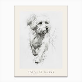 Coton De Tulear Dog Line Sketch 1 Poster Canvas Print