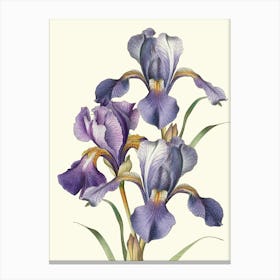 Iris Art Canvas Print