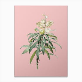 Vintage Pleomele Botanical on Soft Pink n.0200 Canvas Print