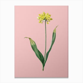 Vintage Golden Garlic Botanical on Soft Pink n.0840 Canvas Print