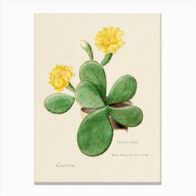 Eastern Prickly Pear Cactus, Familie Der Cacteen Canvas Print