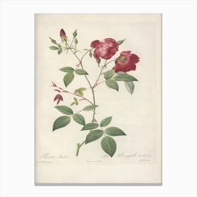 Rose Illustration, Pierre Joseph Redoute (68) Canvas Print