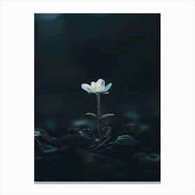 White Flower In The Dark 12 Canvas Print