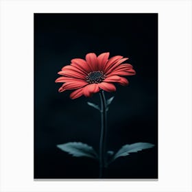 Red Daisy 2 Canvas Print