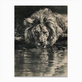 African Lion Charcoal Drawing Drinking From A Watering Hole 1 Canvas Print