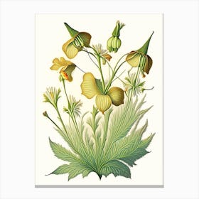 Sundrops Wildflower Vintage Botanical Canvas Print