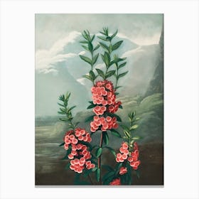 Flowers Of The Mountains Canvas Print