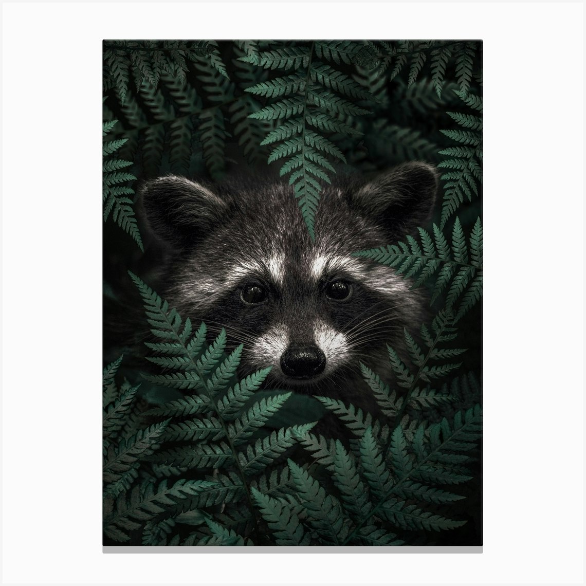 Raccoon In The Forest Canvas Print by Arizrab