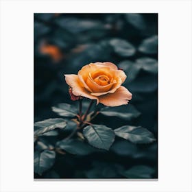 Yellow Rose Canvas Print