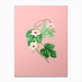 Vintage Aiton's Ipomoea Flower Botanical on Soft Pink n.0457 Canvas Print