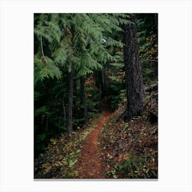 Fall Trail Canvas Print