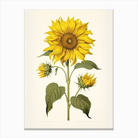 Sunflowers Flower Vintage Botanical 2 Canvas Print