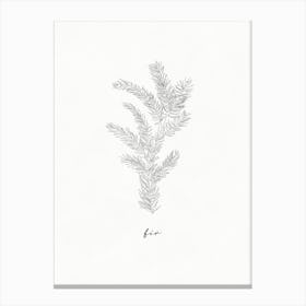 Fir Branch Line Art Canvas Print