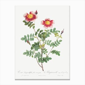 Variegated Flowering Variety Of Burnet Rose, Pierre Joseph Redoute Canvas Print