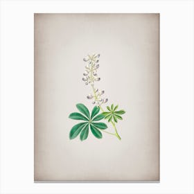 Vintage Half Shrubby Lupine Flower Botanical on Parchment n.0410 Canvas Print