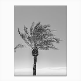 Palm Tree Black and White Canvas Print