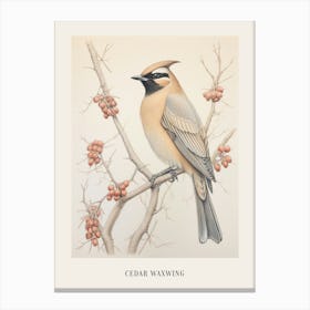Vintage Bird Drawing Cedar Waxwing 2 Poster Canvas Print