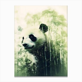 Panda Bear In The Forest Photo Canvas Print