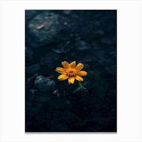 Yellow Flower In Water Canvas Print