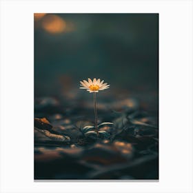 Daisy 28 Canvas Print