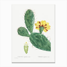 Cactus Opuntia Tuna, Pierre Joseph Redoute Canvas Print