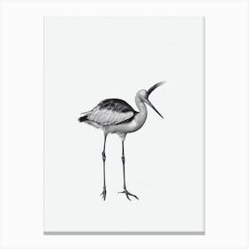 Stork B&W Pencil Drawing 3 Bird Canvas Print